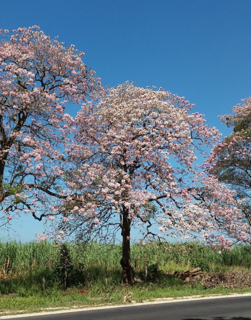 Trees of Costa Rica